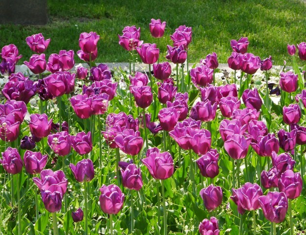 P1000927-632480-624480